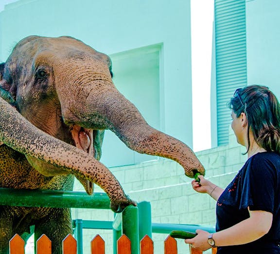 Person feeding an elephant at a zoo encounter.