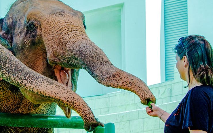 Person feeding an elephant at a zoo encounter.