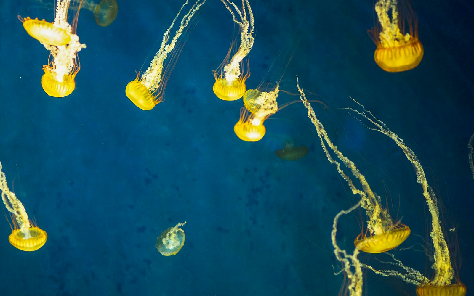 Jellyfish swimming in a tank at Aquaria KLCC, Kuala Lumpur.