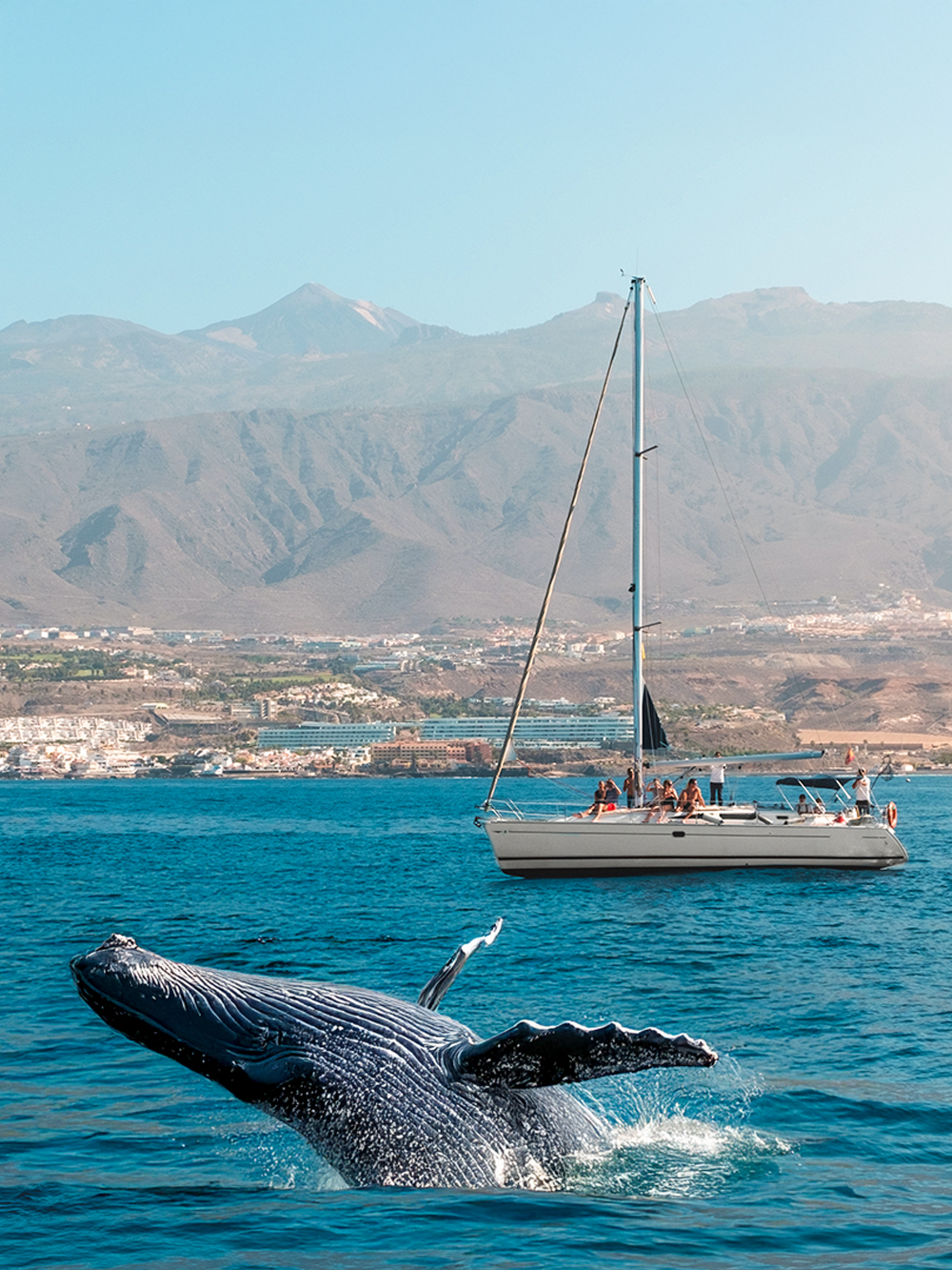 Walvissen kijken op Tenerife