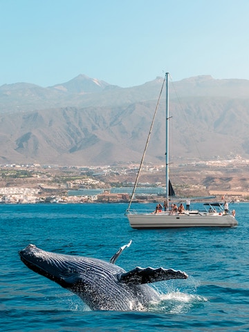 Sailboat with people watching a breaching whale in Tenerife waters.