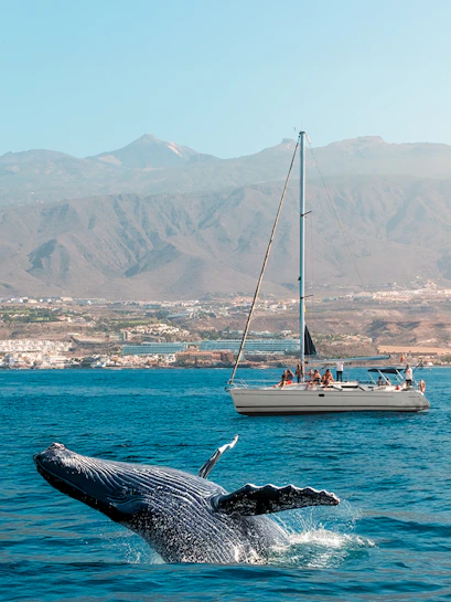 Sailboat with people watching a breaching whale in Tenerife waters.