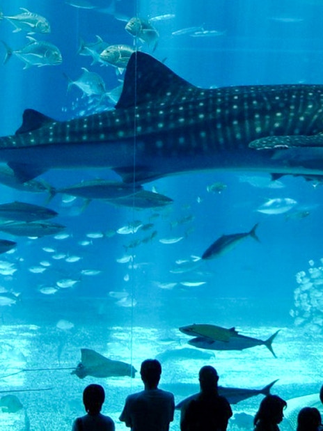 Whale shark swimming in Istanbul Aquarium, Turkey with visitors observing.