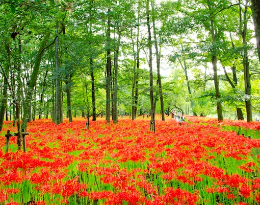 Kinchakuda Spider Lily Fields