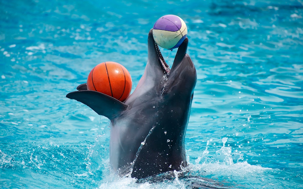 Dolphin balancing balls in water at Pattaya Dolphinarium.