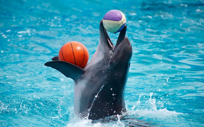 Dolphin balancing balls in water at Pattaya Dolphinarium.