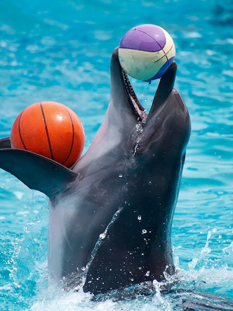 Dolphin balancing balls in water at Pattaya Dolphinarium.