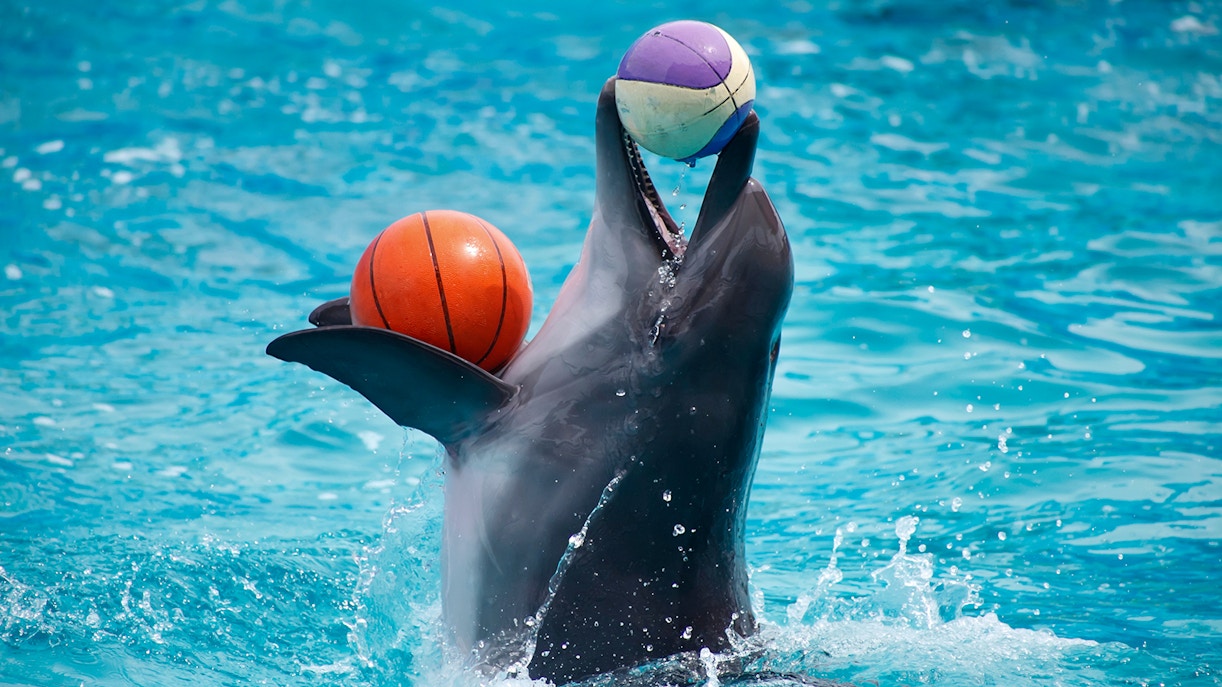 Dolphinarium Pattaya