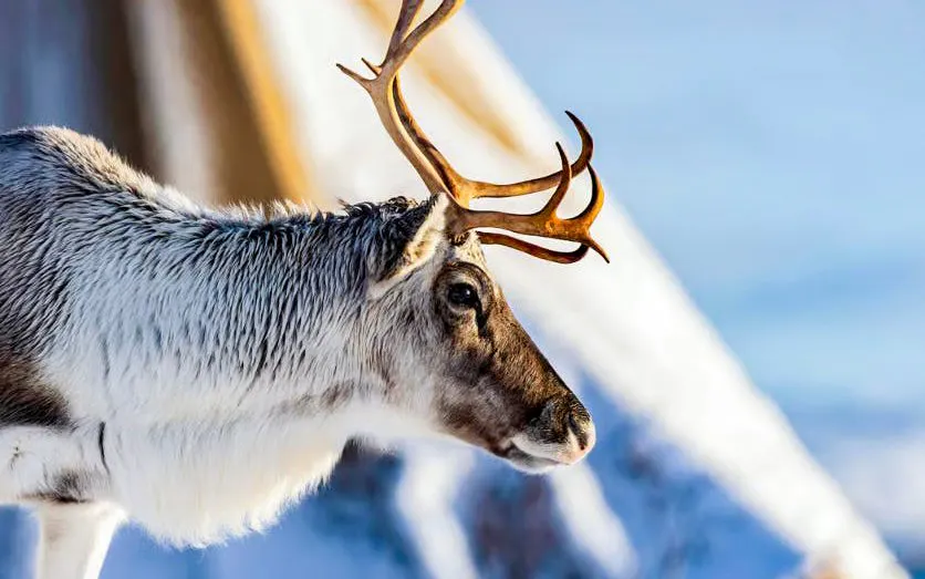 Reindeer in snowy Tromsø landscape, highlighting Sami cultural experience.