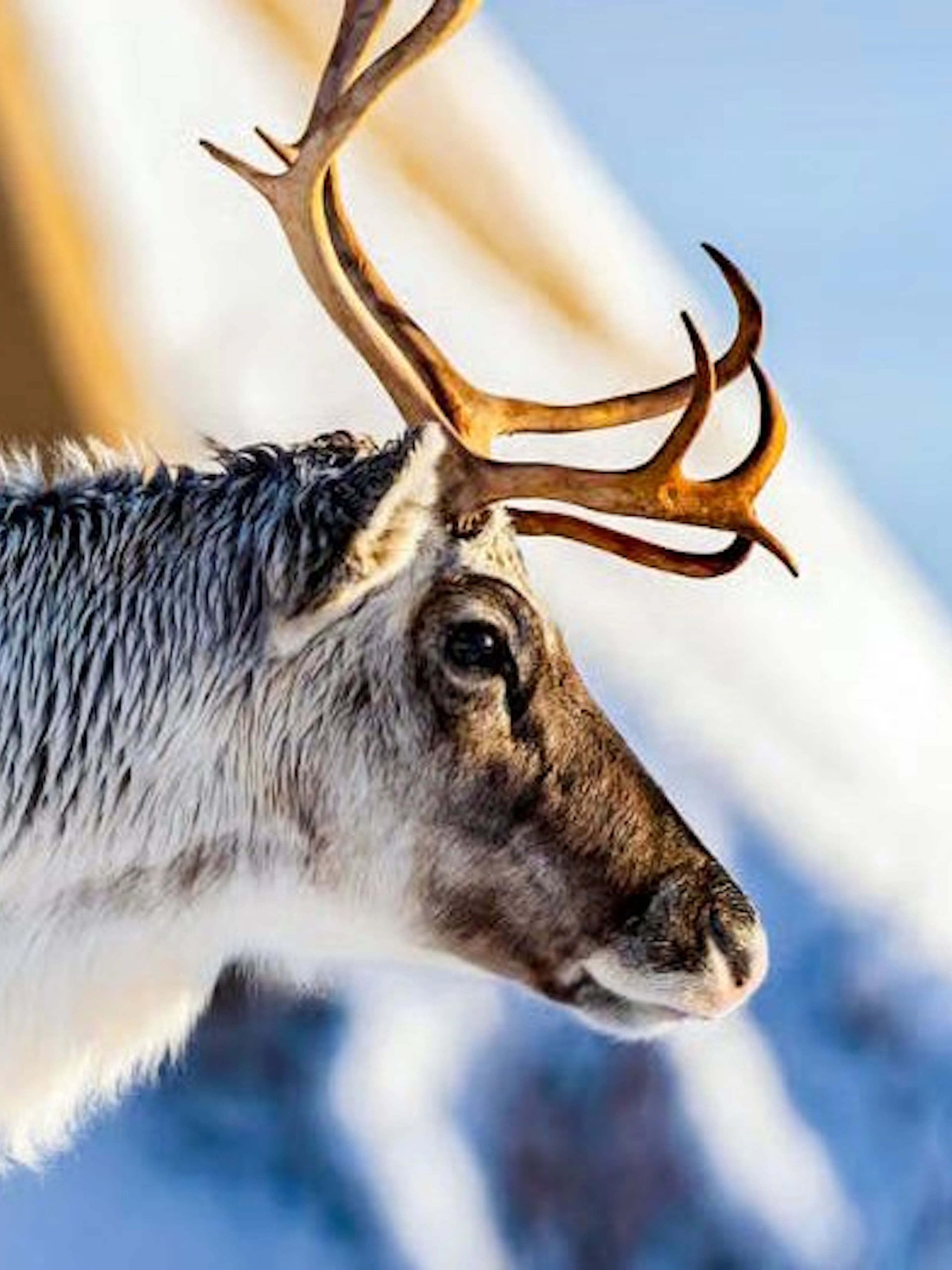 Reindeer in snowy Tromsø landscape, highlighting Sami cultural experience.