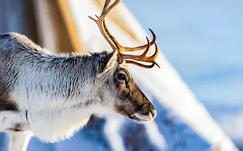Reindeer in snowy Tromsø landscape, highlighting Sami cultural experience.