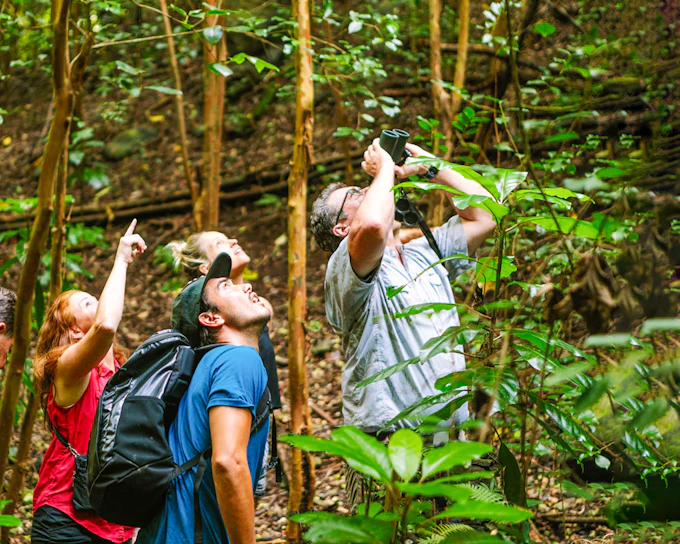 Big Island: Hakalau Forest Birdwatching Tour