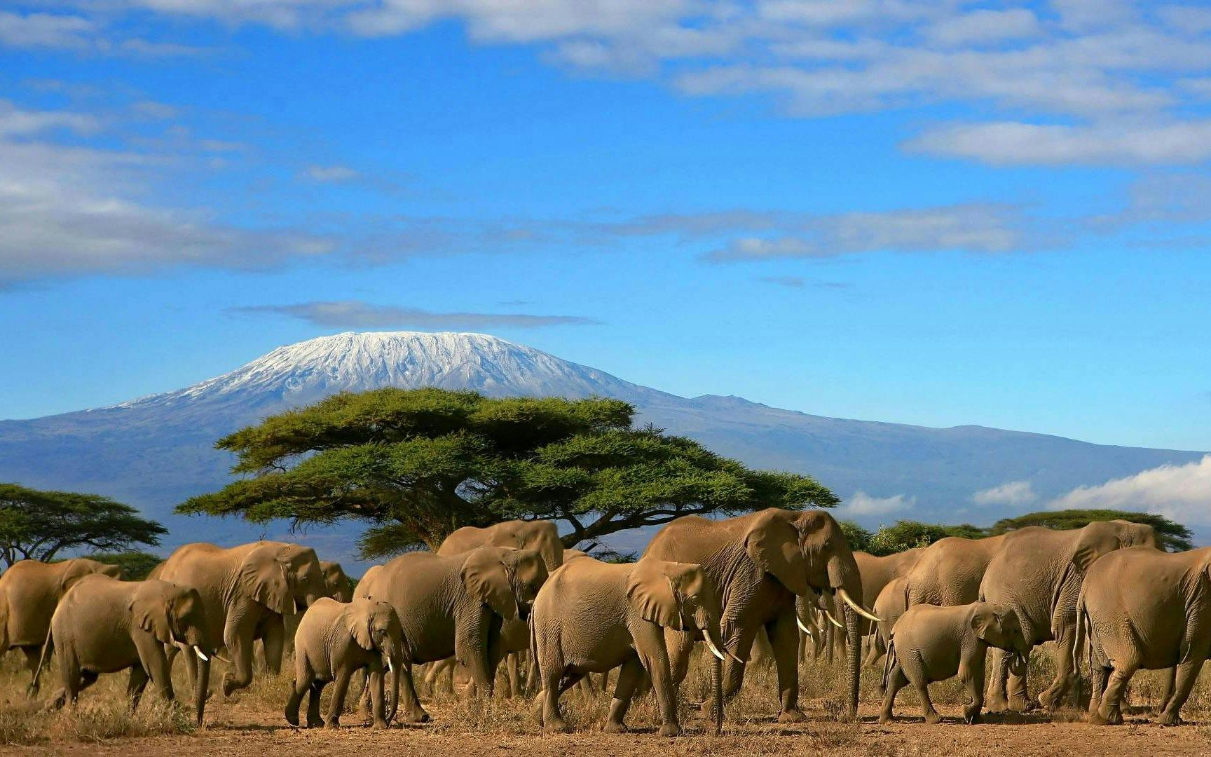 Elephants in Amboseli National Park with Mount Kilimanjaro in the background.