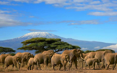 Elephants in Amboseli National Park with Mount Kilimanjaro in the background.