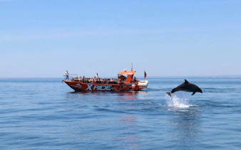 Tourists on a boat watching a dolphin jump near Benagil Caves, Algarve.