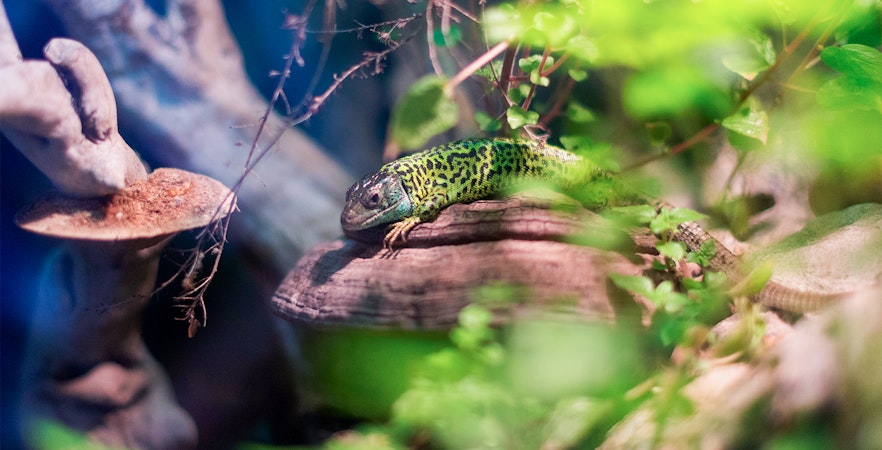 Entradas Acuario de Gijón