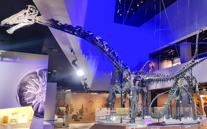 Sauropod dinosaur skeletons in the main hall of the natural history museum, Singapore.