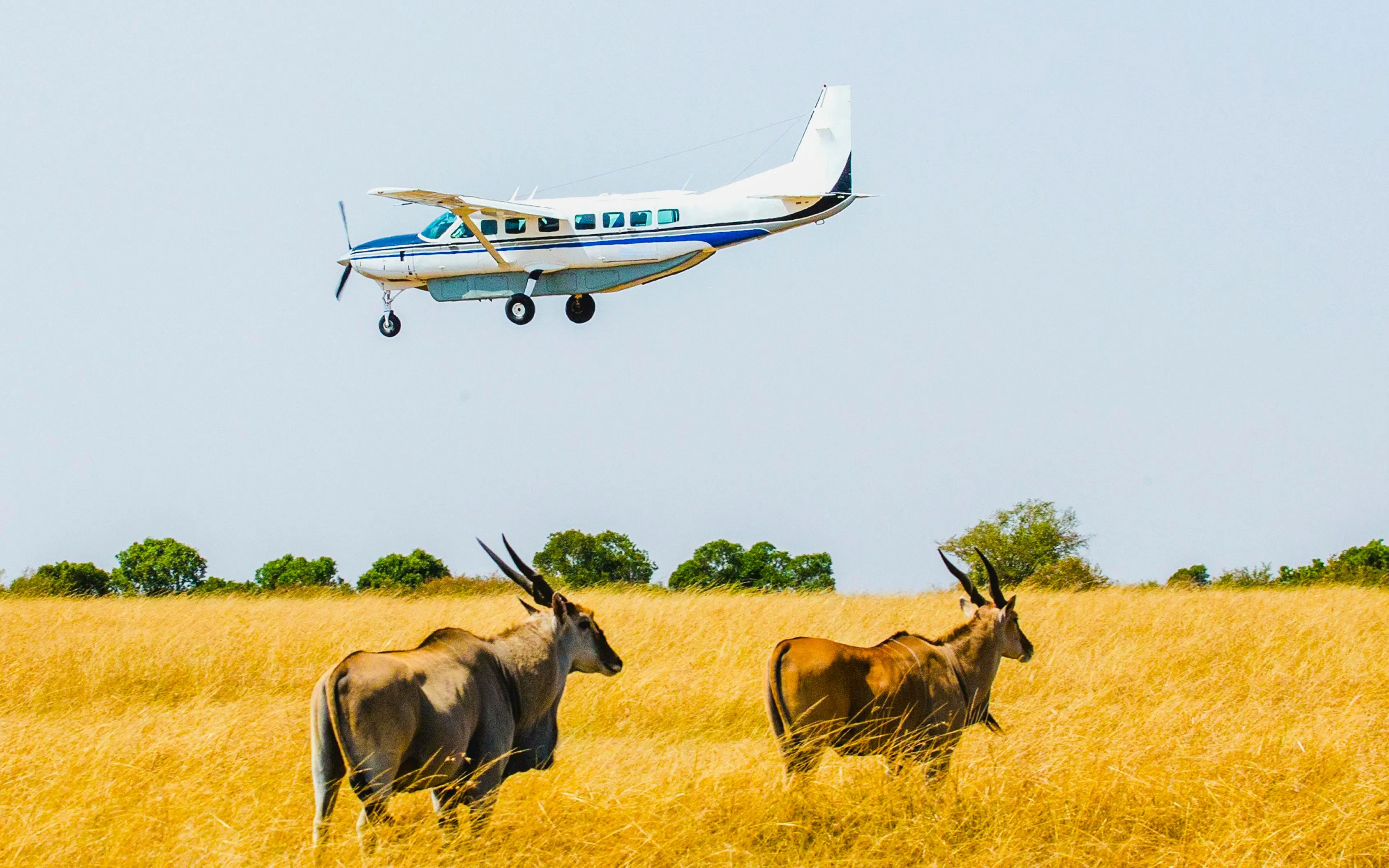 From Nairobi: Fly-In 4-Day Masai Mara Private Safari with Luxury Stays and Entry Fees