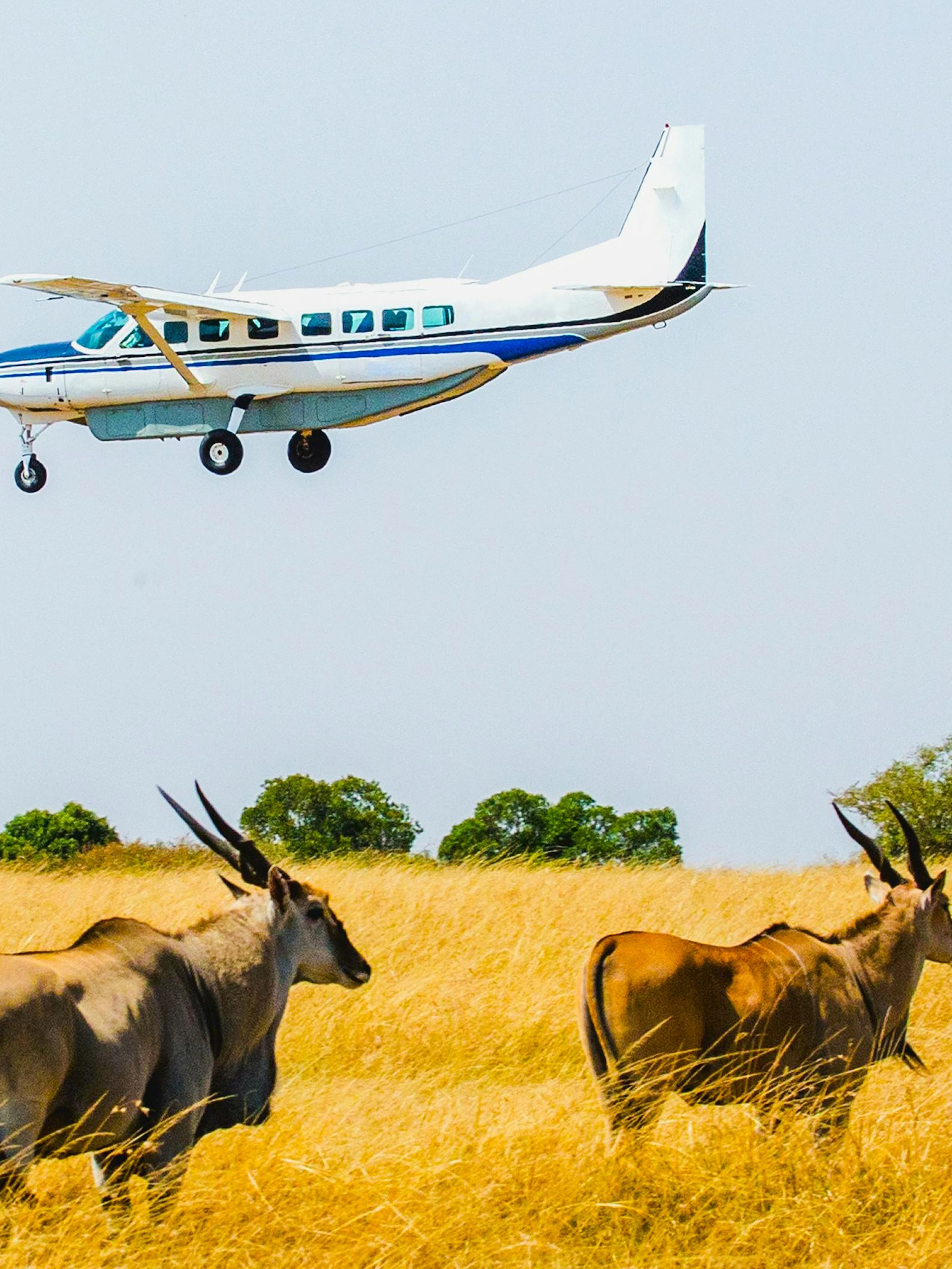 Small plane flying over antelopes in Maasai Mara grasslands.