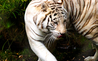 White tiger walking through greenery at Parque Safari, Santiago.