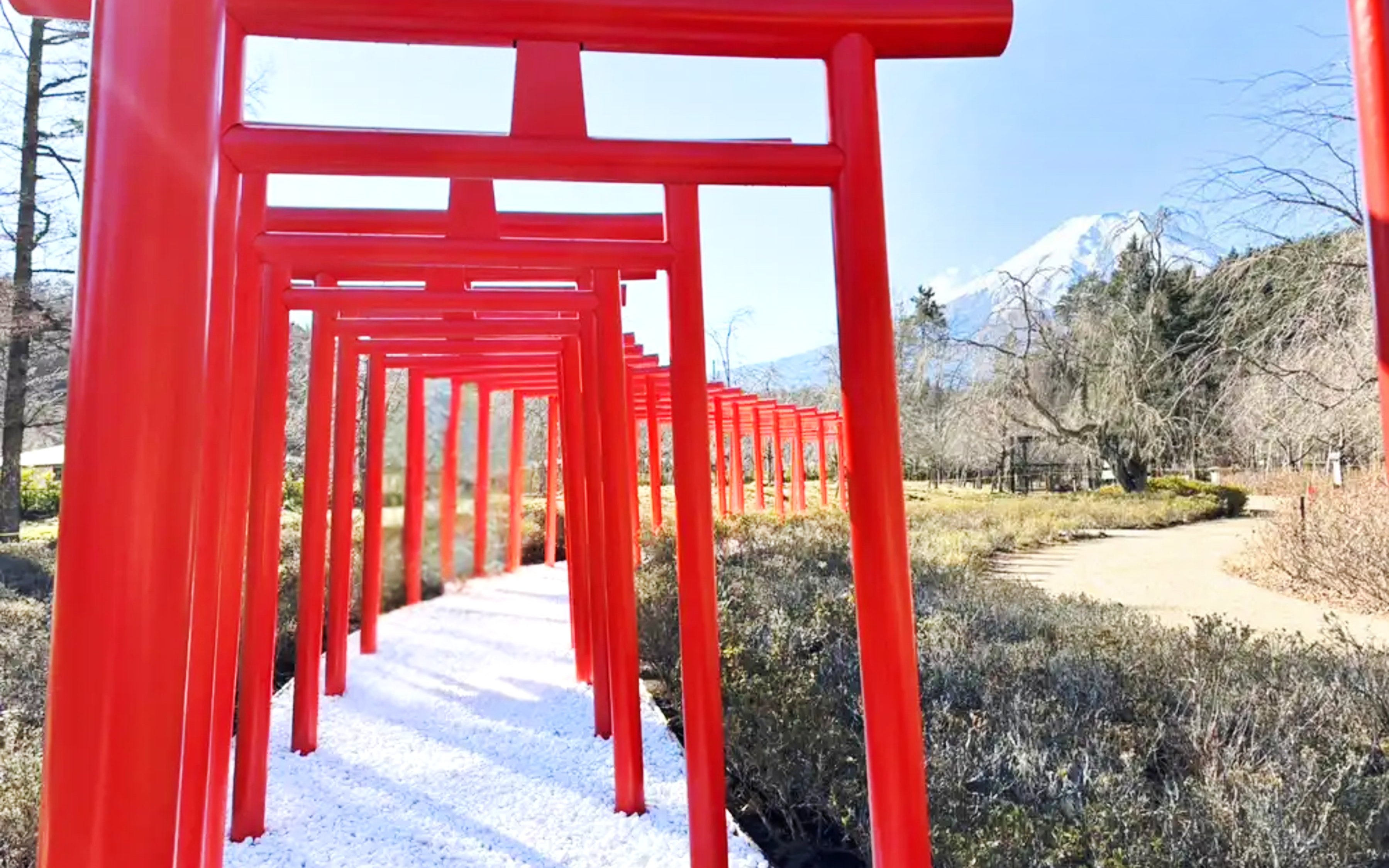 Red torii gates leading to Mount Fuji view at Oshino Shinobi no Sato, Japan.