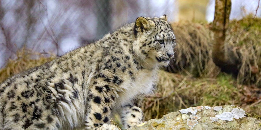 Highland Wildlife Park