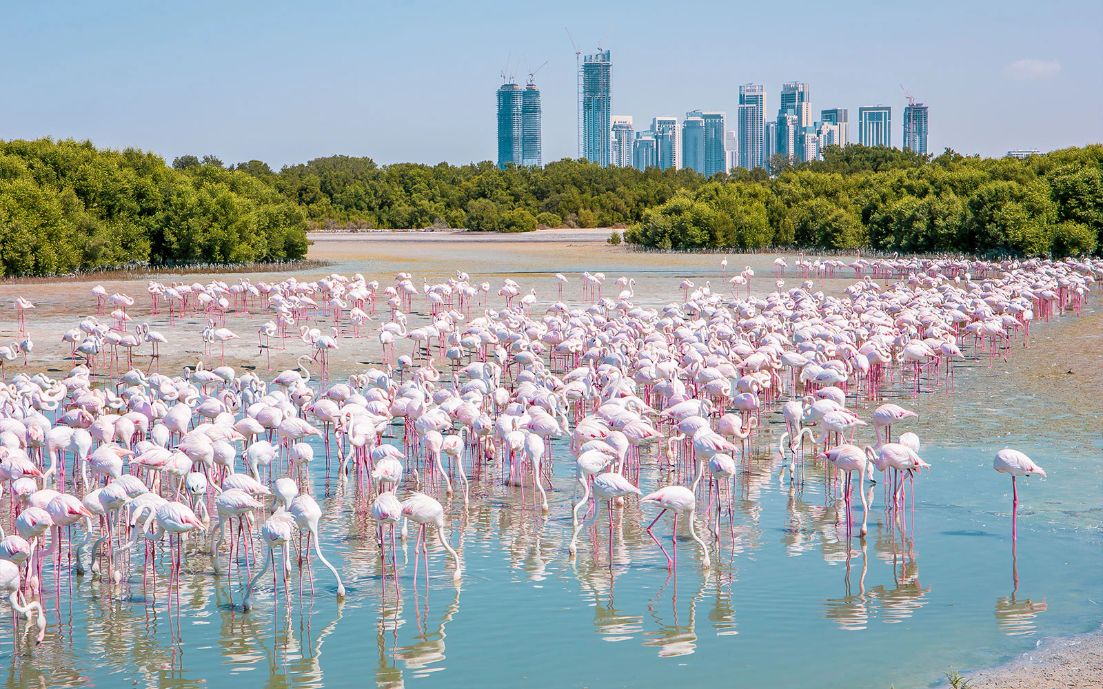 Thousands of Greater Flamingos at Ras Al Khor Wildlife Sanctuary, Dubai, with city skyline in background.