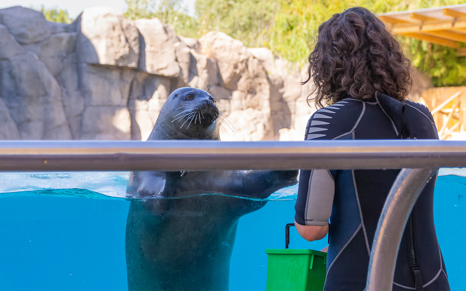 Seal in a pool looking at keeper for food at a marine park.