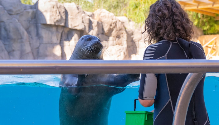Seal in a pool looking at keeper for food at a marine park.