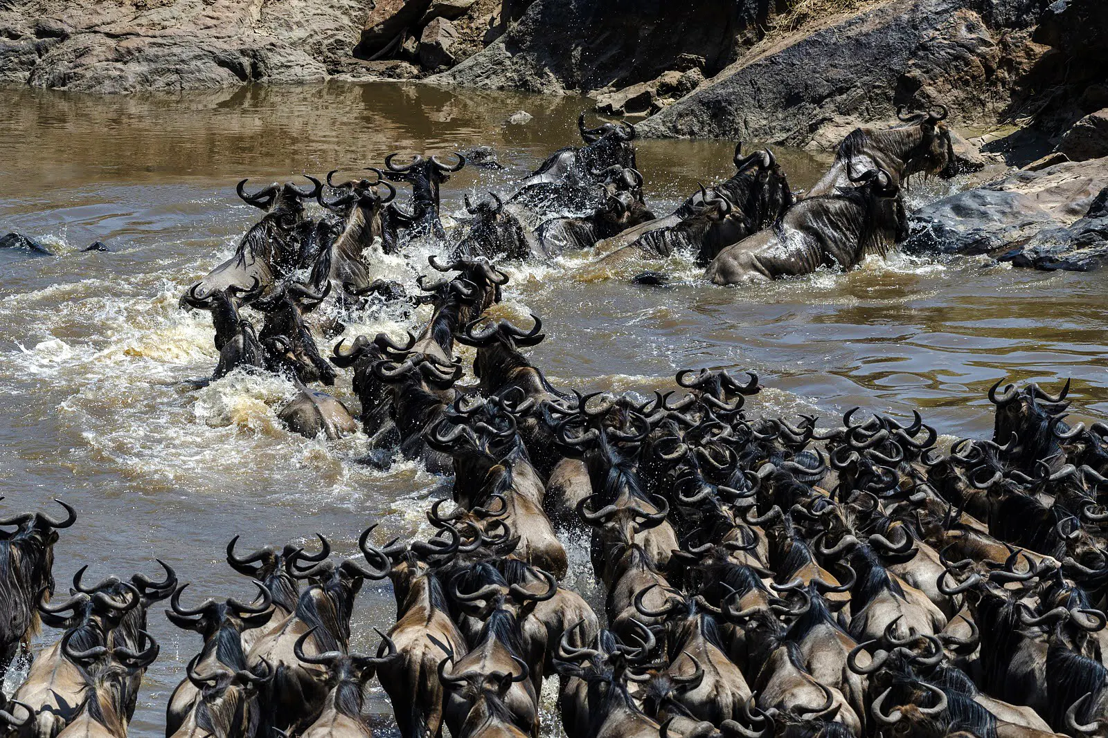 Wildebeest crossing river during migration, Masai Mara safari, Kenya.