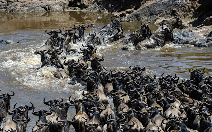 Wildebeest crossing river during migration, Masai Mara safari, Kenya.