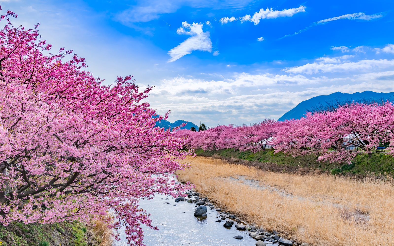 Kawazu cherry blossoms along a river in Izu, Japan, with mountains in the background.