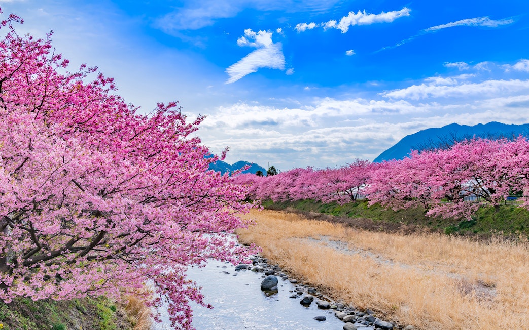 Kawazu cherry blossoms along a river in Izu, Japan, with mountains in the background.