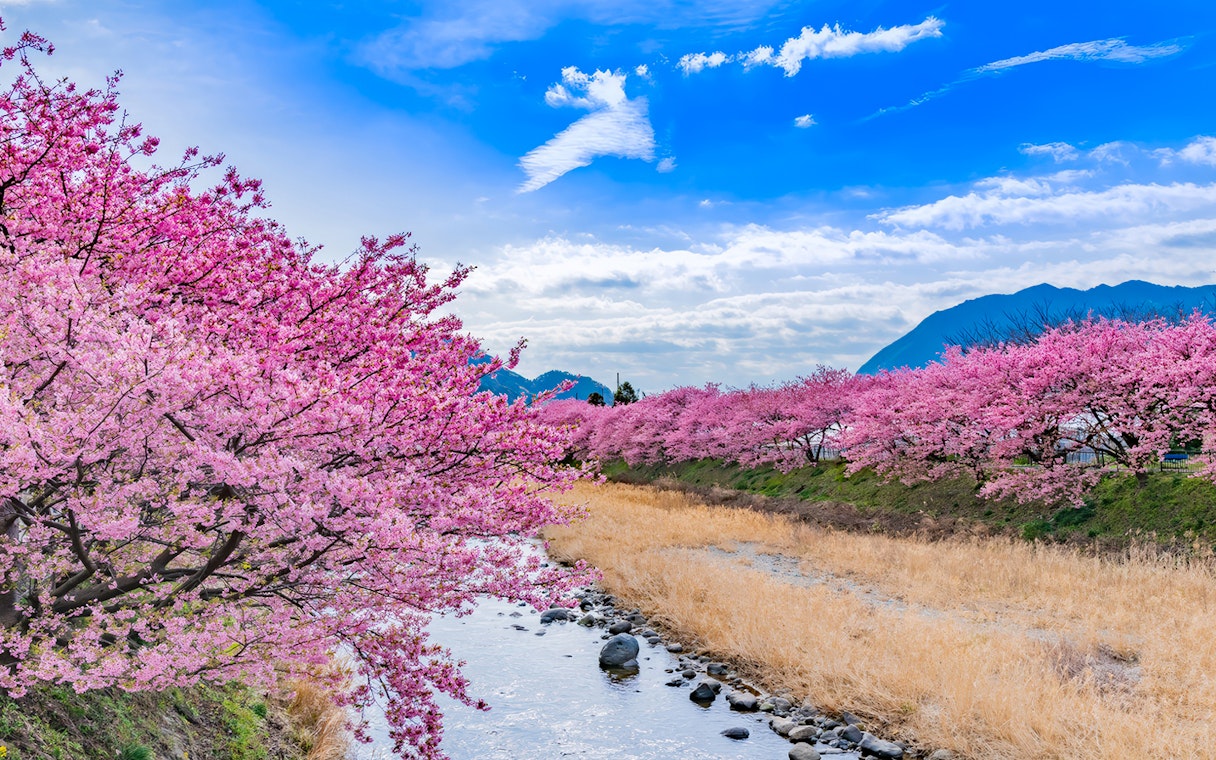 Kawazu cherry blossoms along a river in Izu, Japan, with mountains in the background.