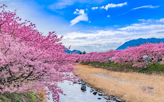 Kawazu cherry blossoms along a river in Izu, Japan, with mountains in the background.