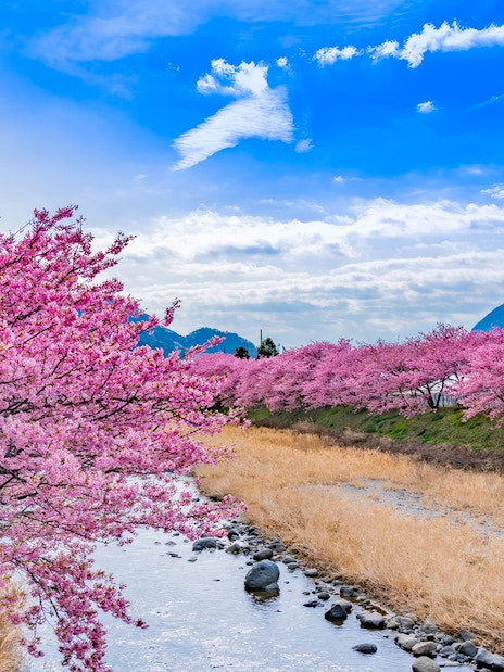Kawazu cherry blossoms along a river in Izu, Japan, with mountains in the background.