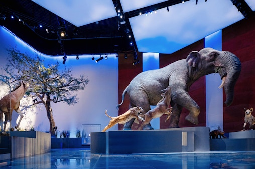 Natural History Museum Abu Dhabi Tickets