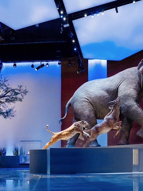 Abu Dhabi Natural History Museum exhibit with prehistoric mammals and landforms.