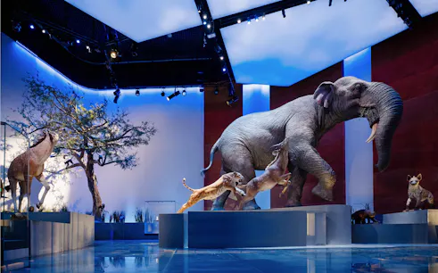 Abu Dhabi Natural History Museum exhibit with prehistoric mammals and landforms.