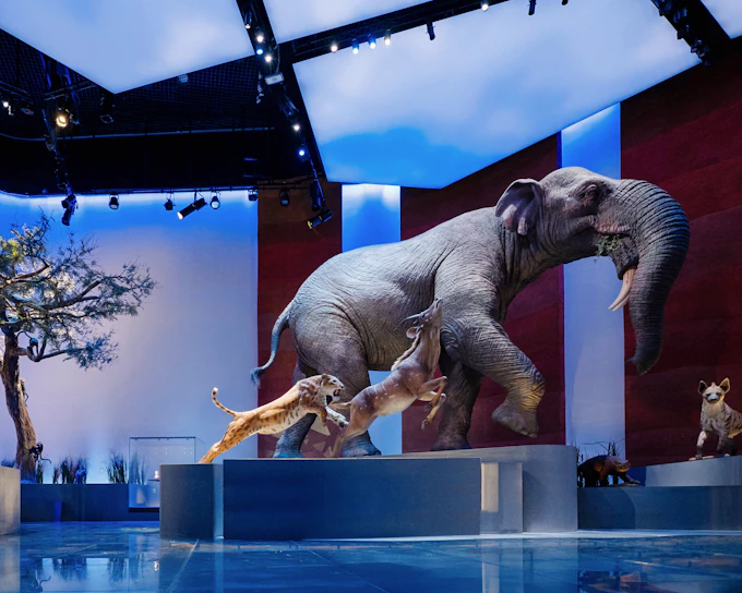 Natural History Museum Abu Dhabi Tickets