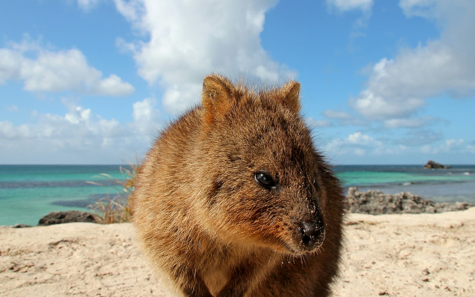 Quokka on sandy beach at Rottnest Island with ocean in background.