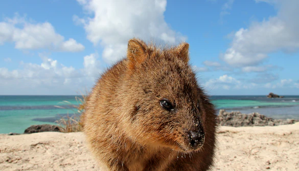 Quokka on sandy beach at Rottnest Island with ocean in background.