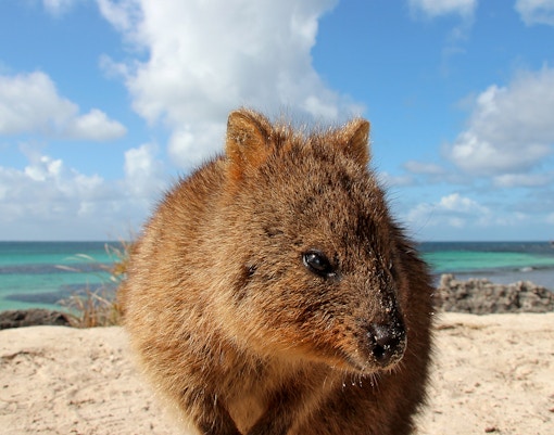 Quokkas on Rottnest Island, Australia, in their natural habitat.