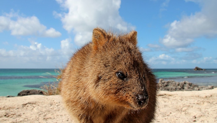 Backyard to Bush at taronga zoo, sydney