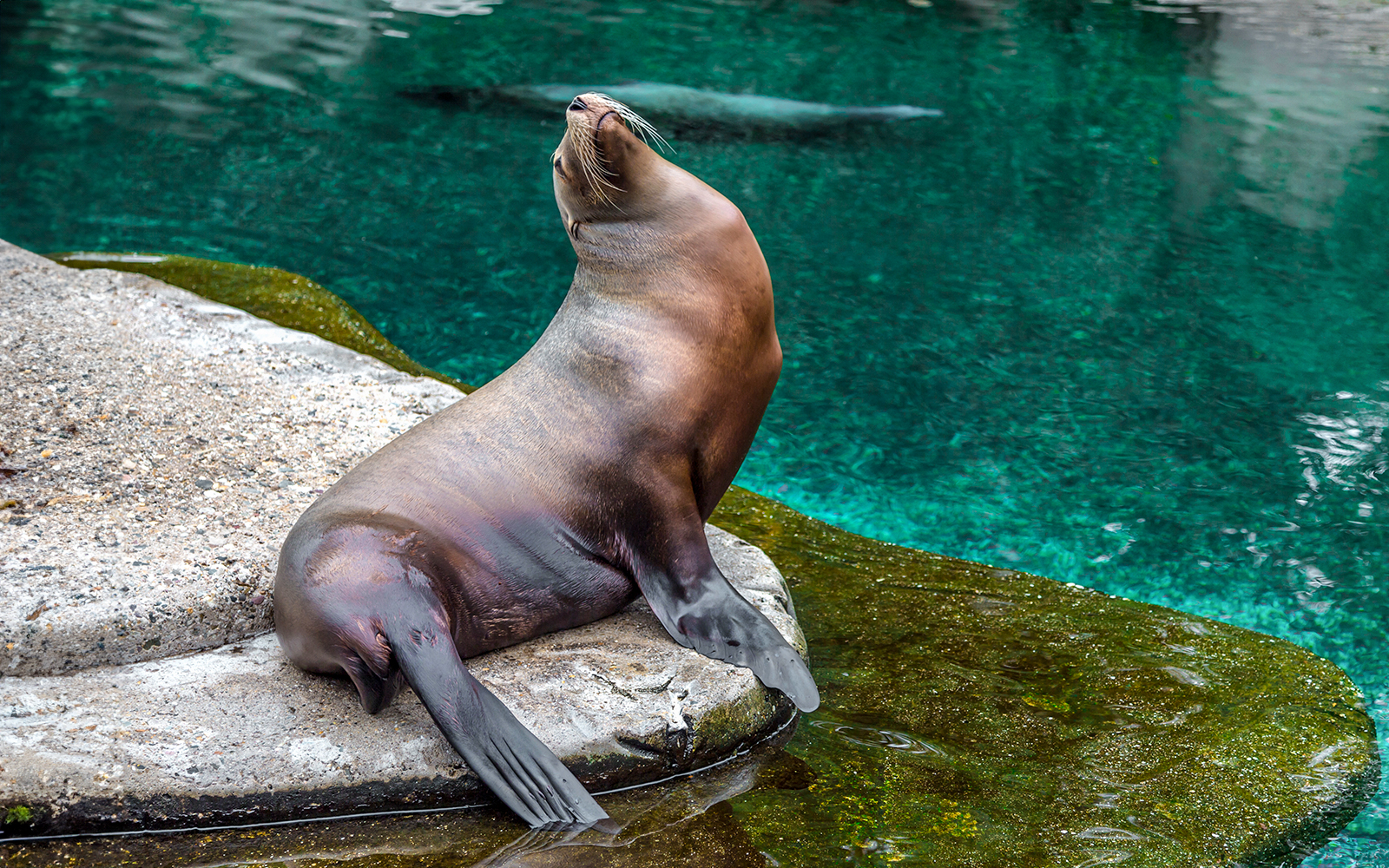Prague Zoo - Sea Lion Show