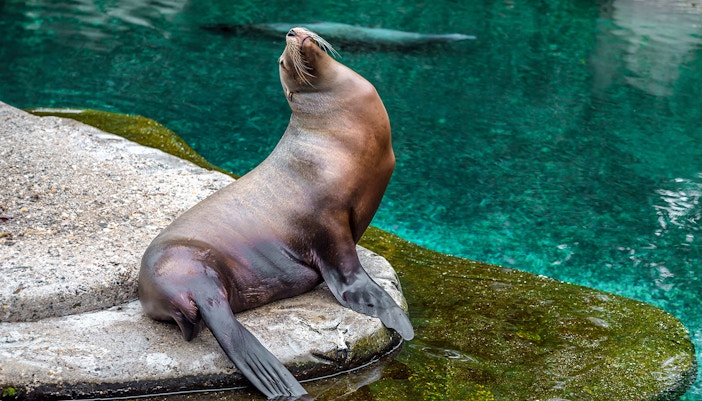 Prague Zoo - Sea Lion Show