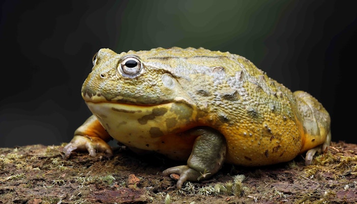 Frog inside Bronx Zoo