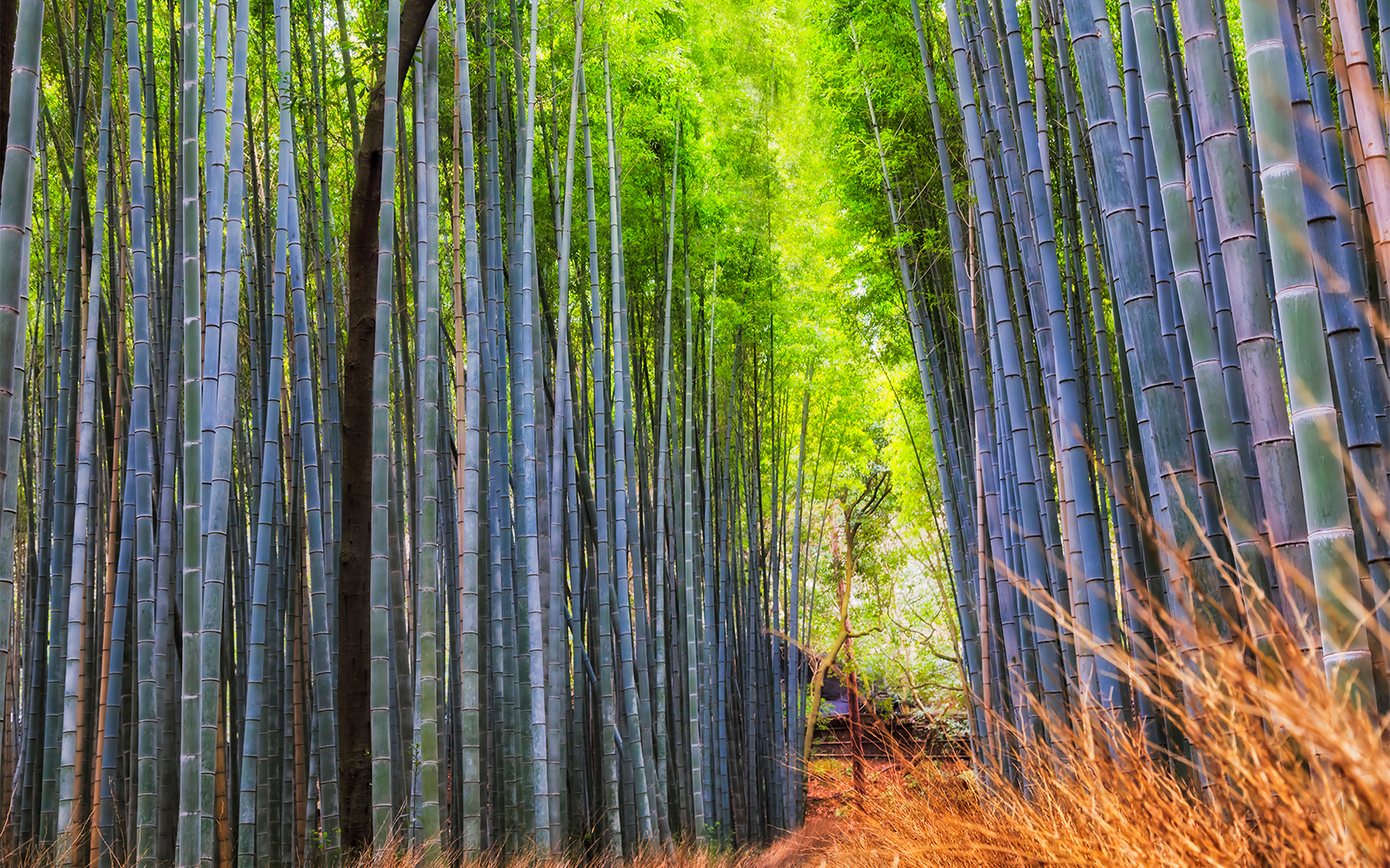 Sagano Romantic Train about
