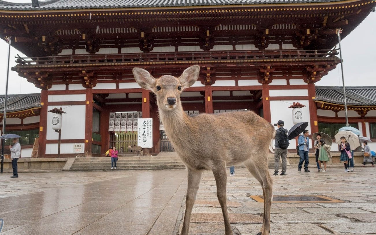 tages-tour von kyoto zum nara-park, nach osaka und kobe-5