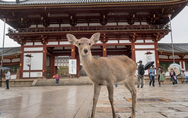 tages-tour von kyoto zum nara-park, nach osaka und kobe-5